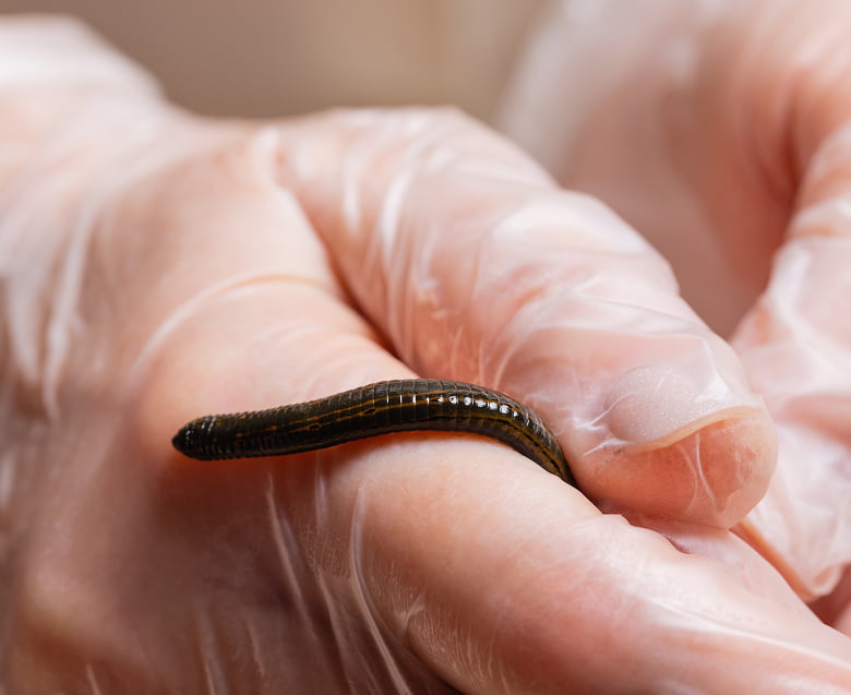 Гирудотерапия – хорошо для женщины